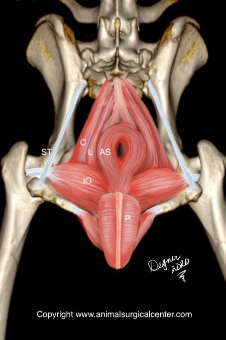 Anatomy perineum
