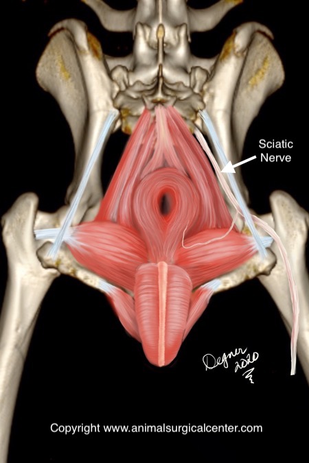 perineal anatomy 2
