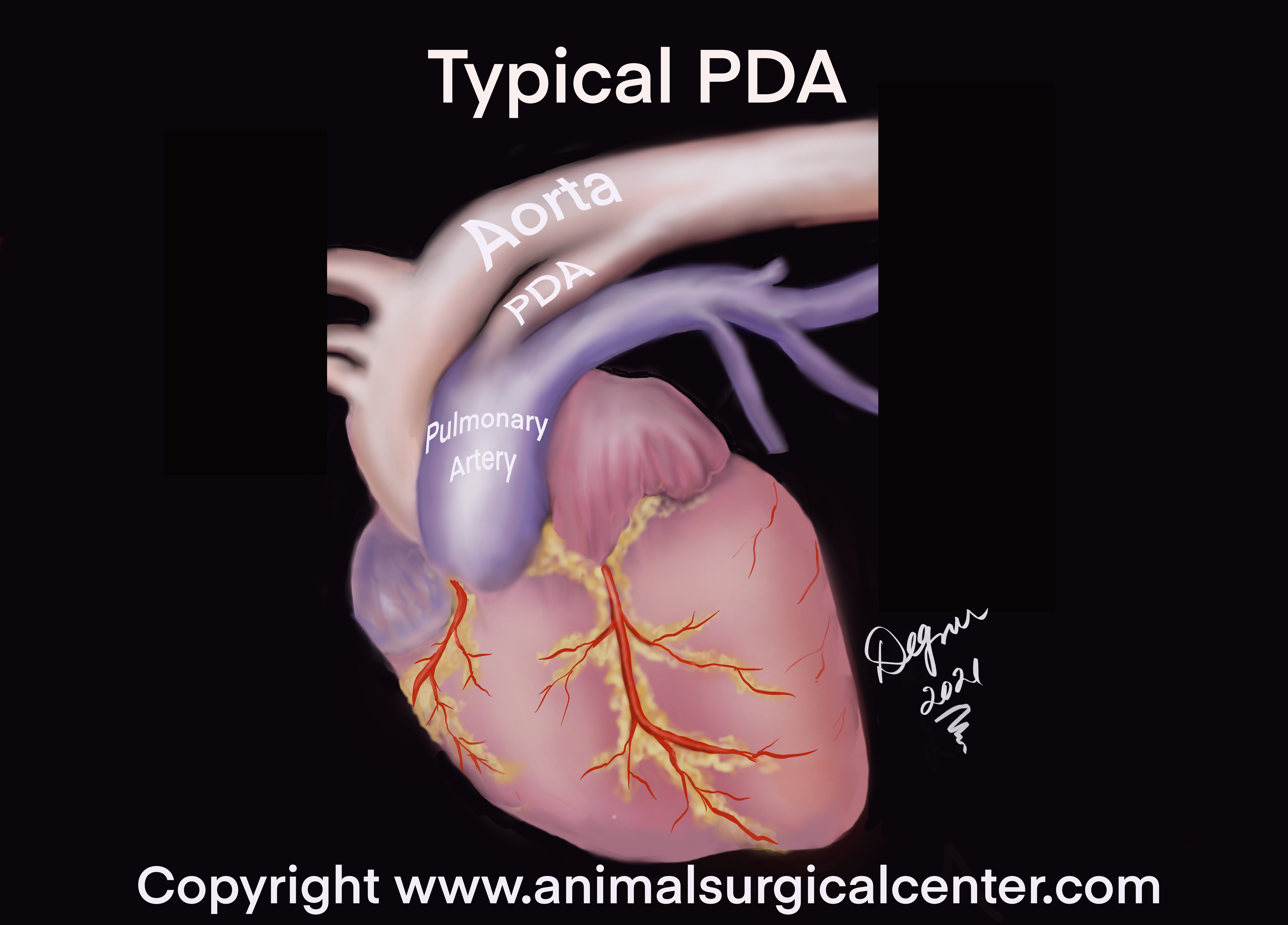 Anesthesia For Dogs With Myxomatous Mitral Valve Disease Clinician S Brief