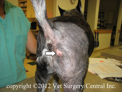 Animal Surgical Center of Michigan - Veterinarian in Flint, MI