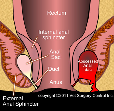 Lump on anus hole purple Purple Spots