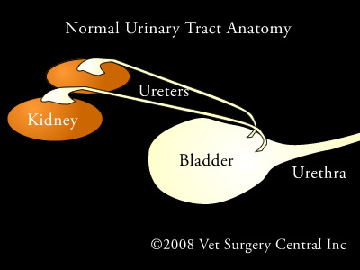 anatomy of the urinary tract