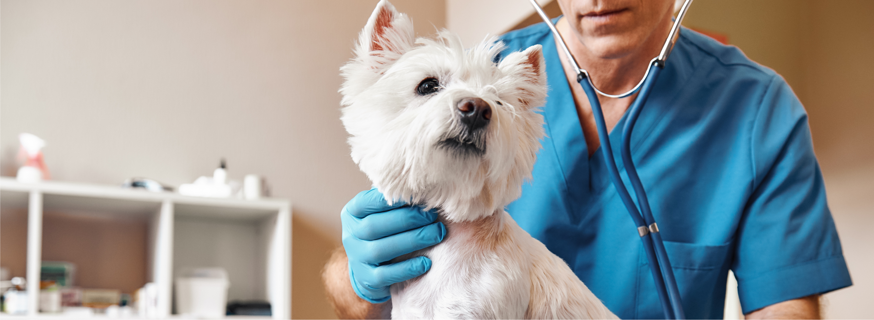 Pets health veterinary clinic and surgery
